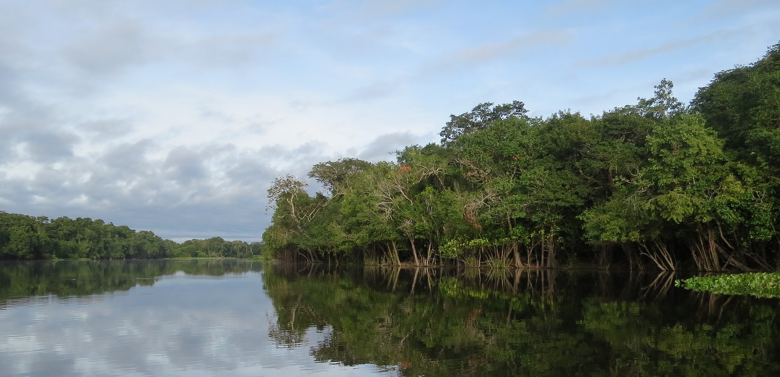 Research brief: Why record-breaking droughts had very different impacts on Amazon forests