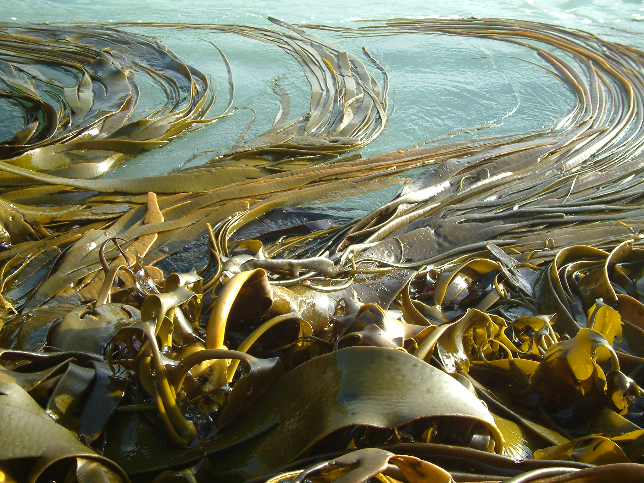 Kelp’s record journey exposes Antarctic ecosystems to change