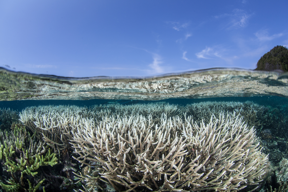 Research brief: Does climate change cause longer and more frequent marine heatwaves?