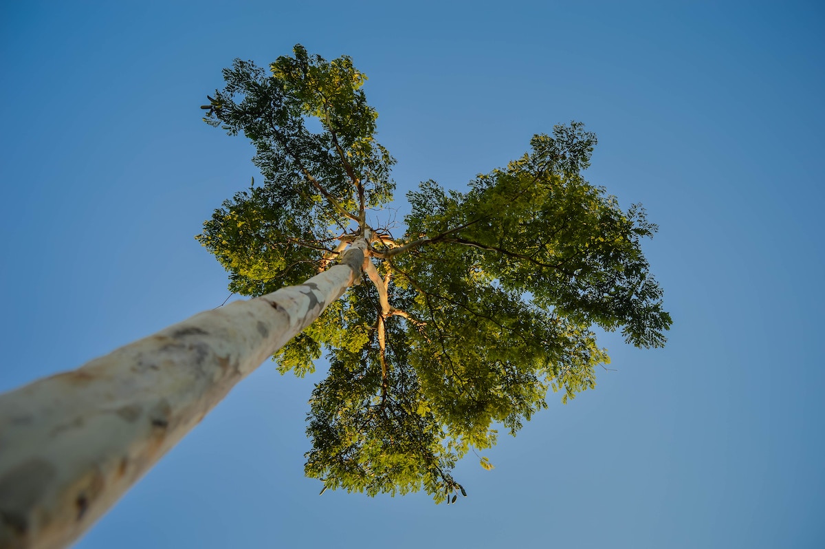 Research brief: More accurate prediction of tree mortality during droughts
