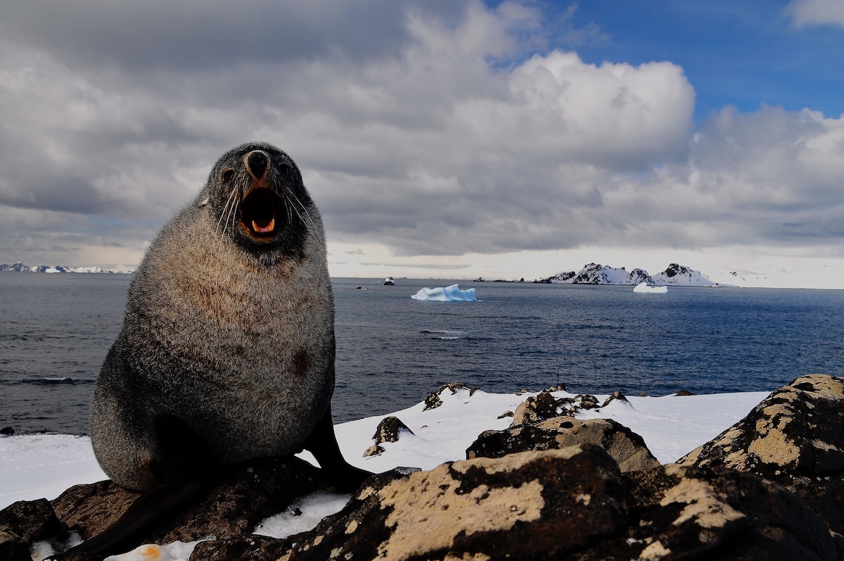 Research brief: Tagged seals unlock secrets of eddy driven transport in Antarctica