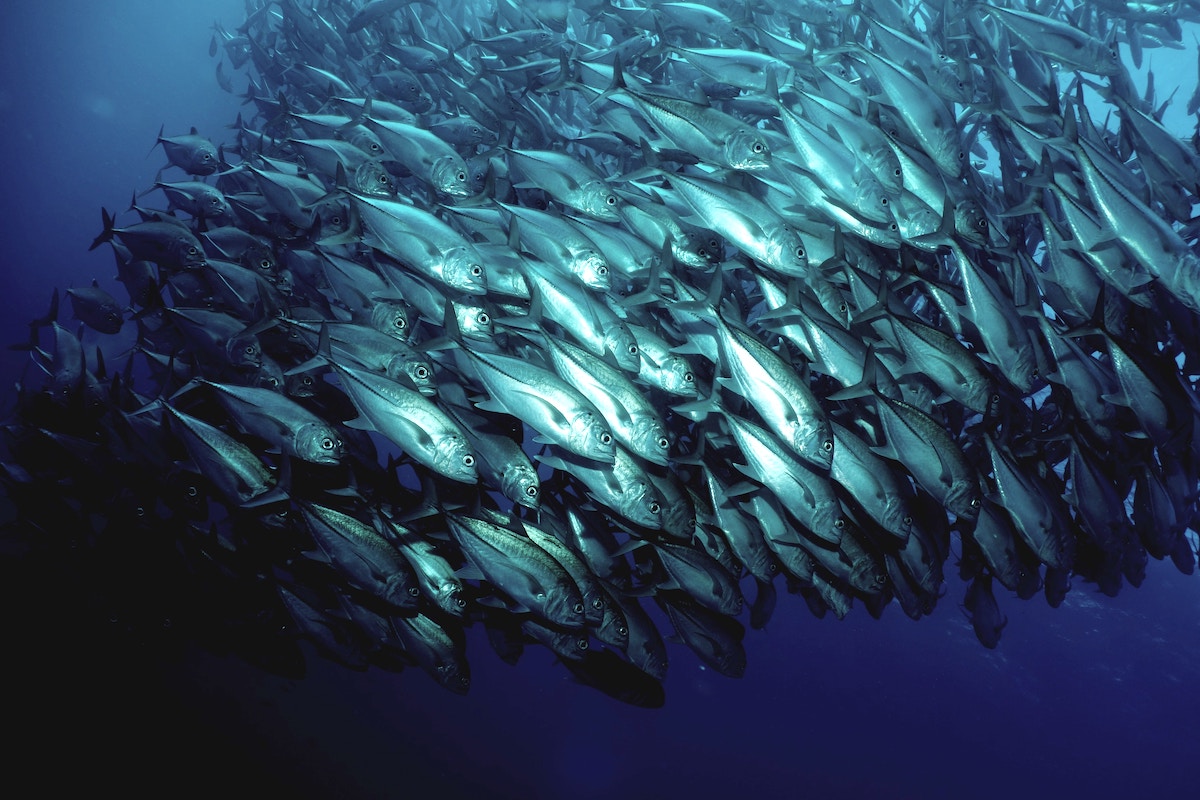 Safeguarding the world’s largest tuna fishery