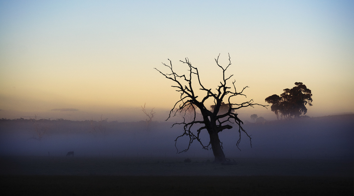 Research brief: Predicting the risk of drought-induced tree mortality in Australia