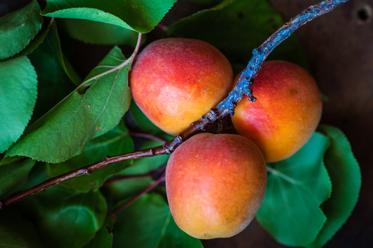 What does using climate change science look like?: A Northern Territory mango industry use case