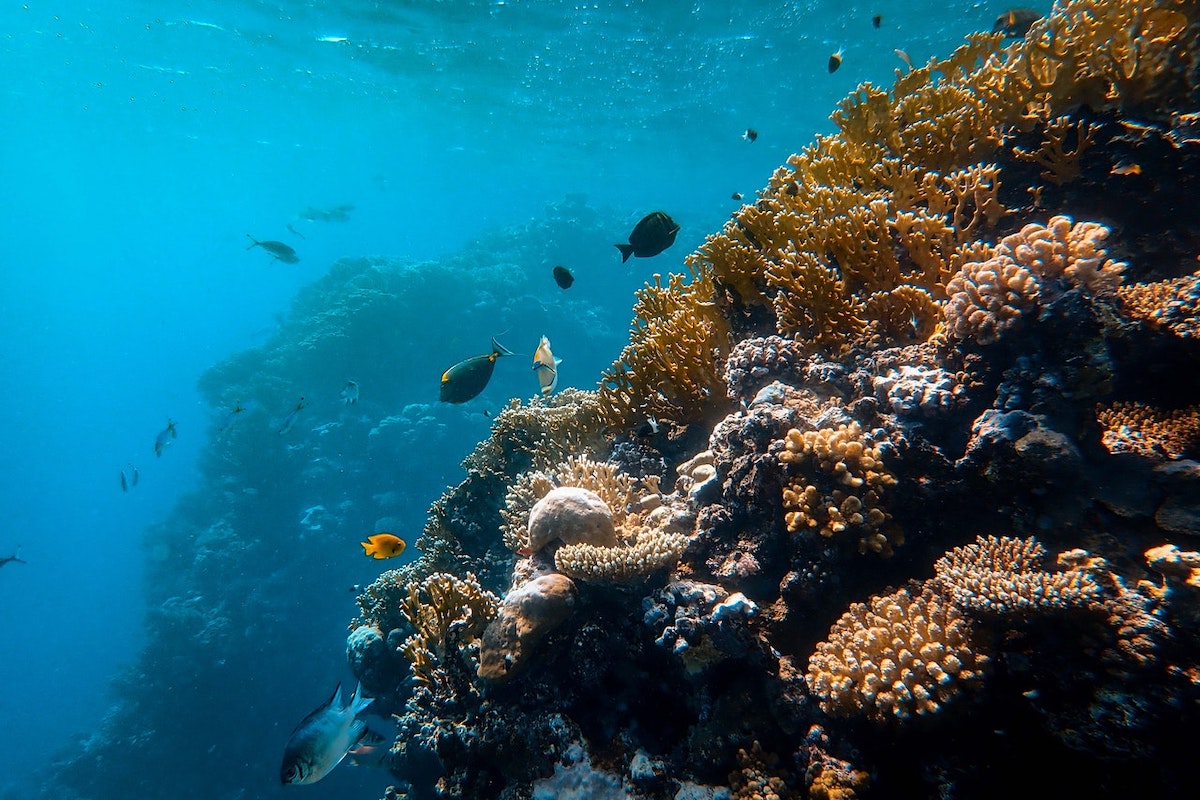Research brief: Do aerosols produced by coral reefs influence climate?