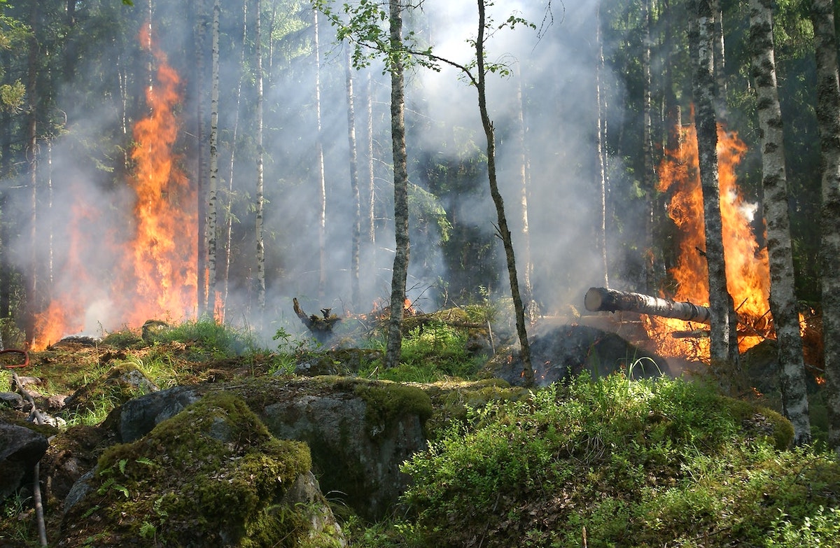 Research brief: An assessment of global fire-vegetation models