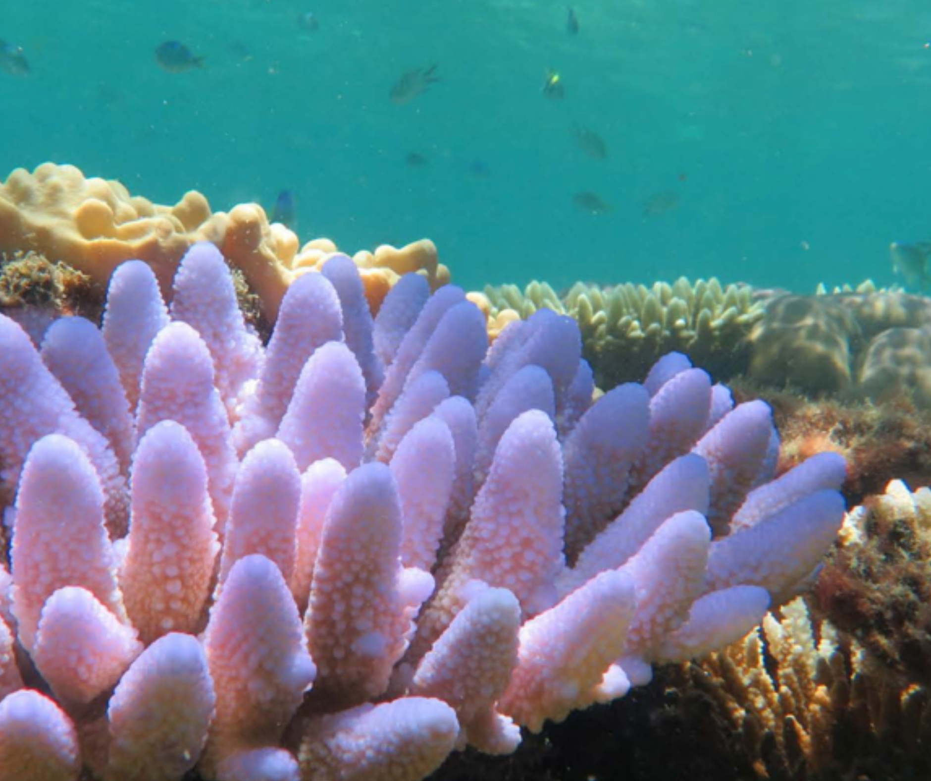 Climatic factors affecting the Great Barrier Reef