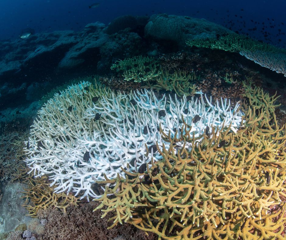 The role of clouds in coral bleaching events over the Great Barrier Reef
